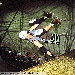 Halfpipe Horror Rotterdam